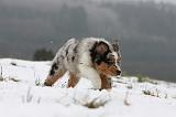 BERGER AUSTRALIEN PUPPIES 465